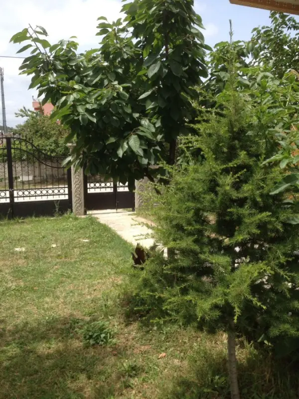 Yakamoz Pansiyon Bahçe