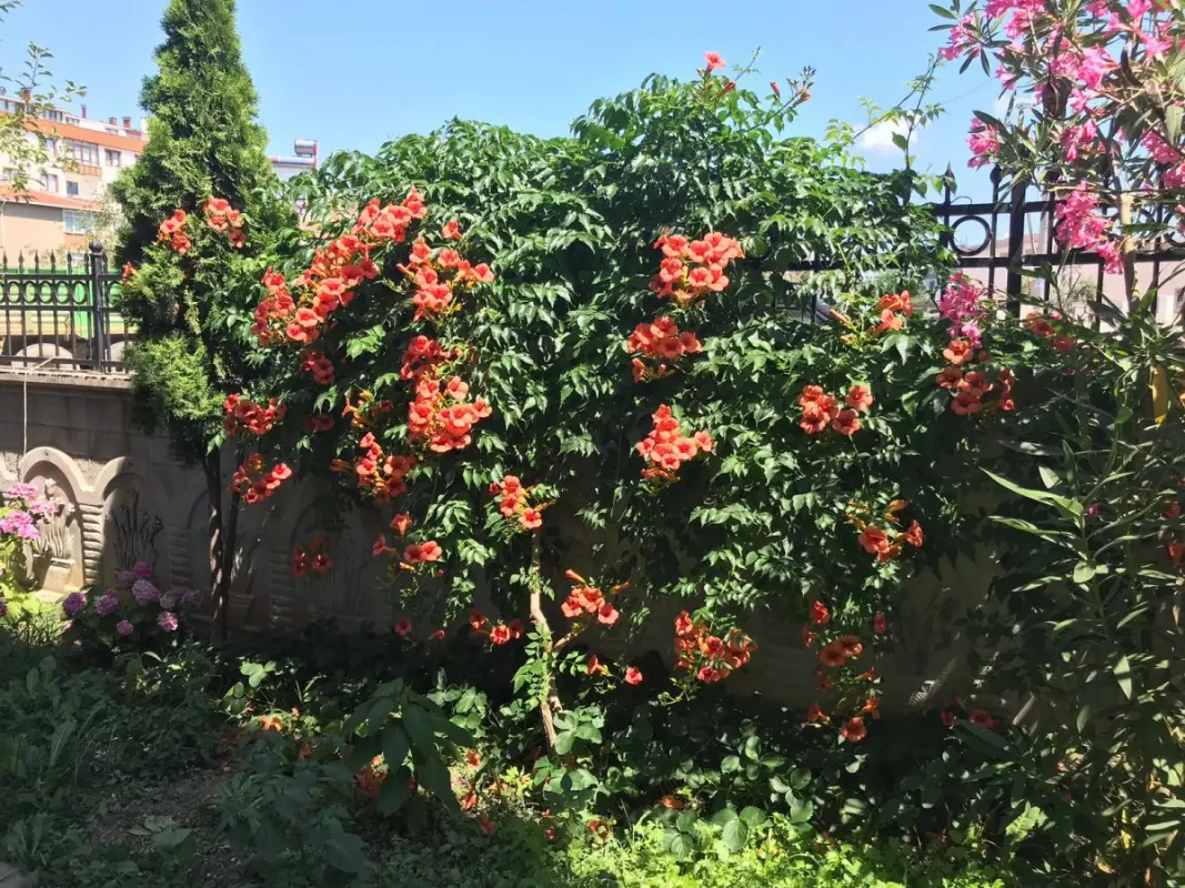 Yakamoz Pansiyon Bahçe