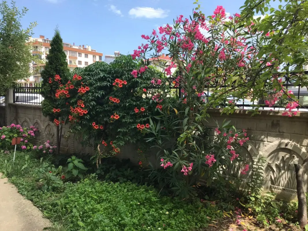 Yakamoz Pansiyon Bahçe