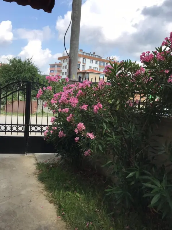 Yakamoz Pansiyon Bahçe